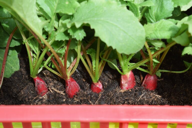 8 Steps To Grow Healthy Red Radishes In Small Containers In Illinois