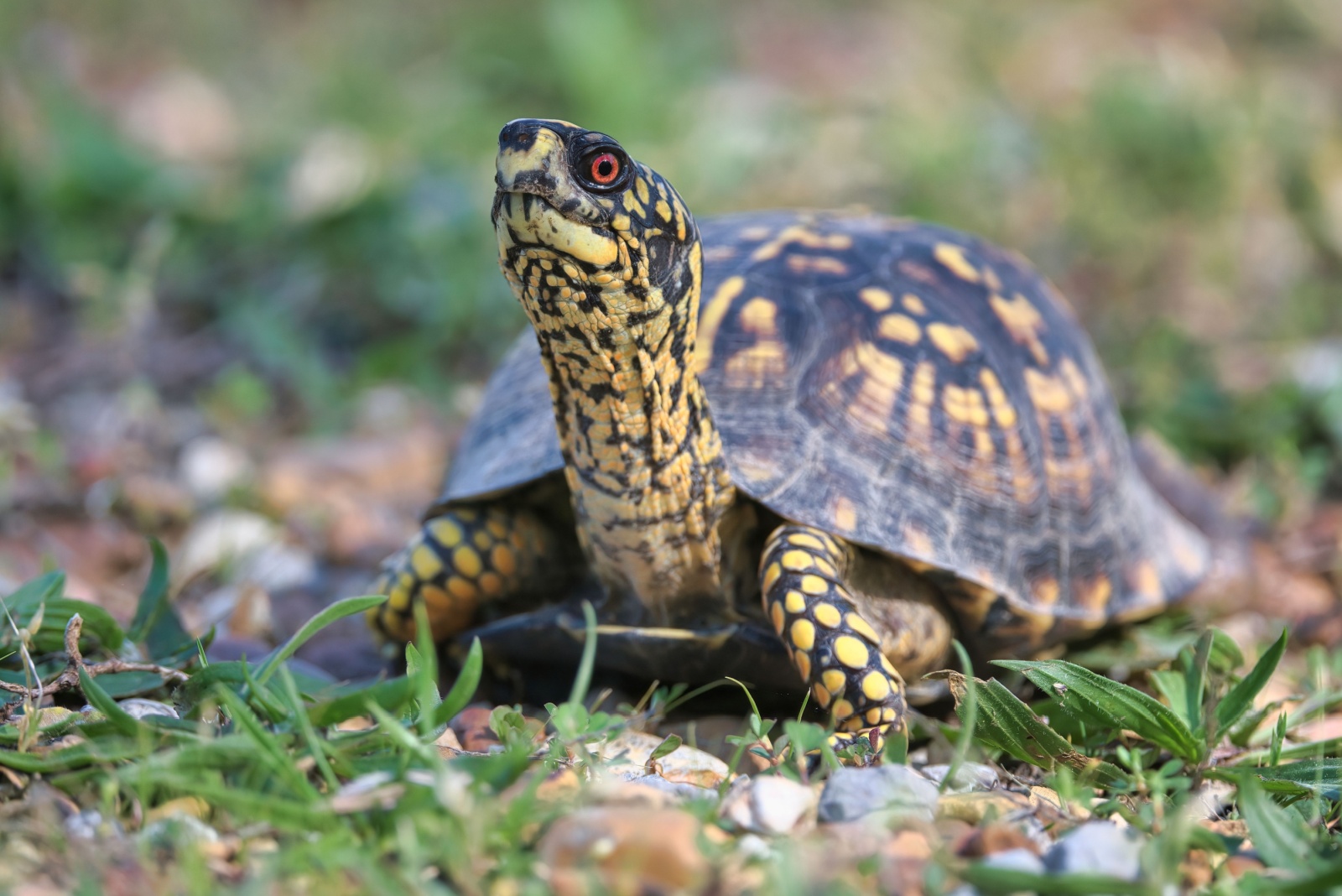 turtle in backyard