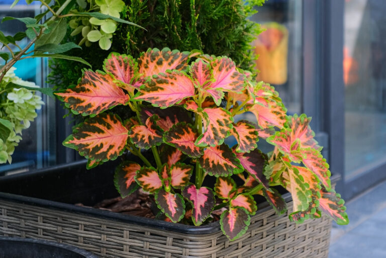 plants (featured image)