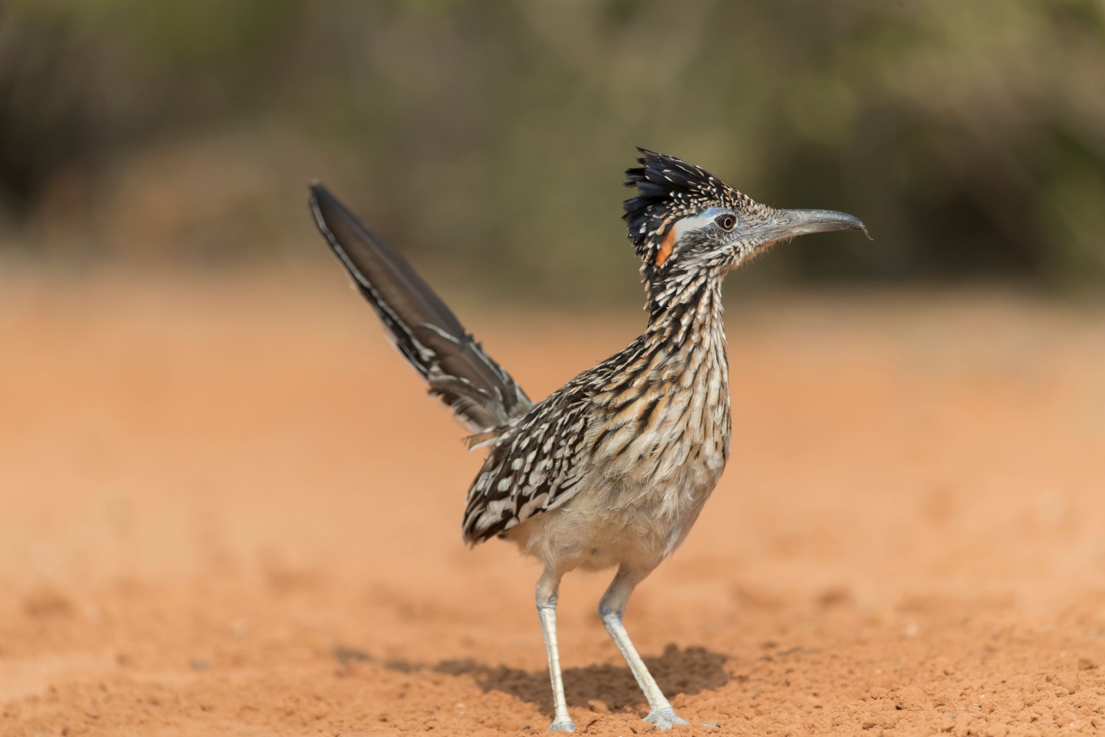 8 Surprising Creatures Nevada Homeowners Can’t Legally Remove