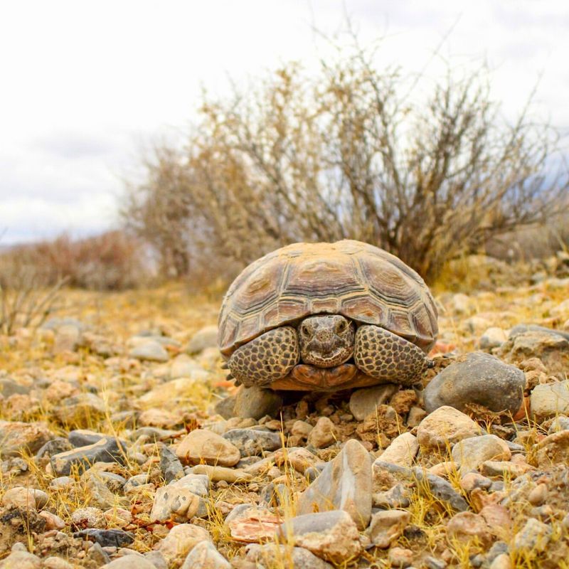 Desert Tortoise
