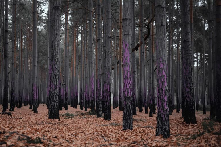 purple marks on trees