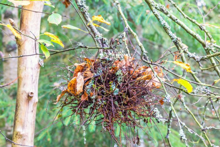 tree (featured image)