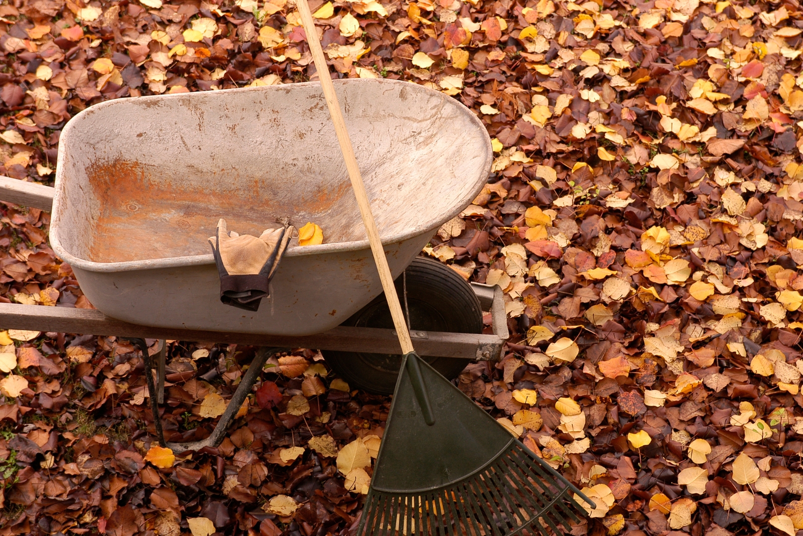 wheelbarrow and shovel on the fall leaves in garden