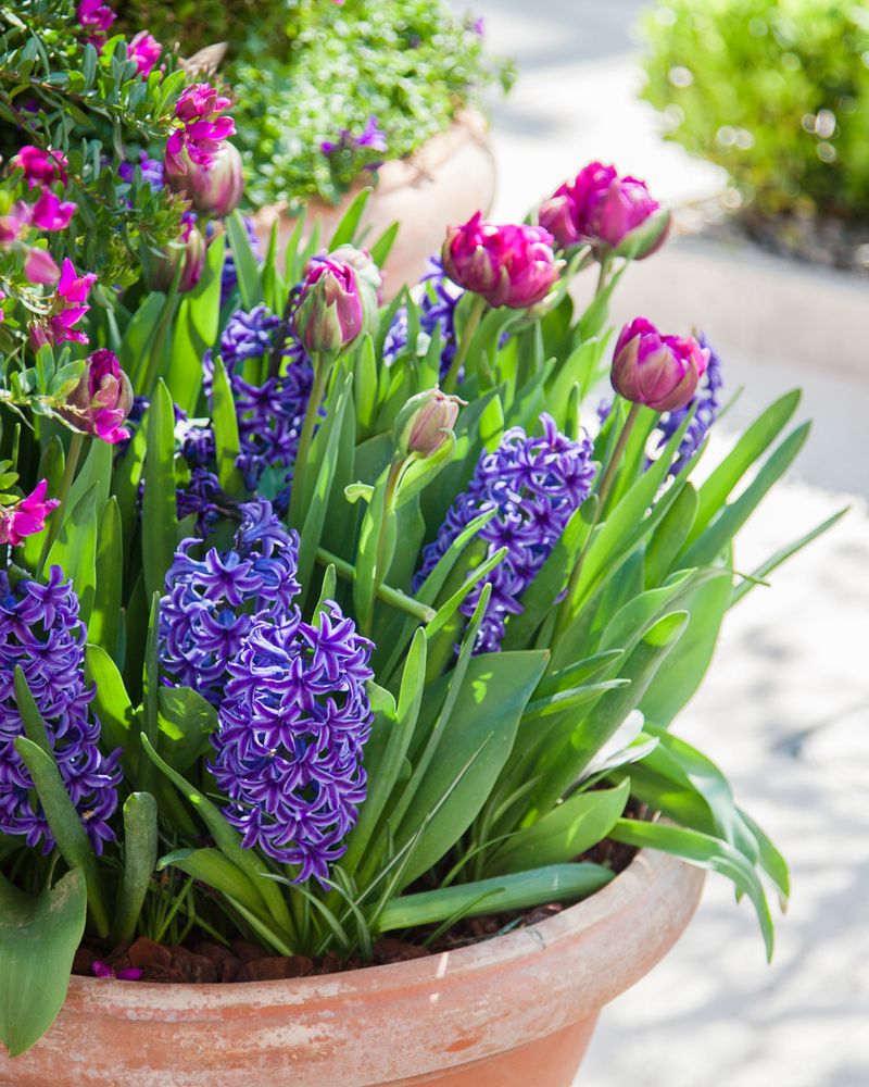 Plant Spring-Blooming Bulbs