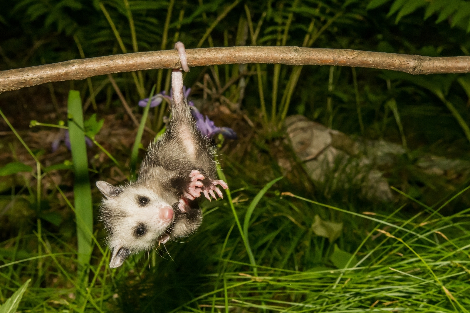 8 Things Arizona Gardeners Should Know Before Removing Possums