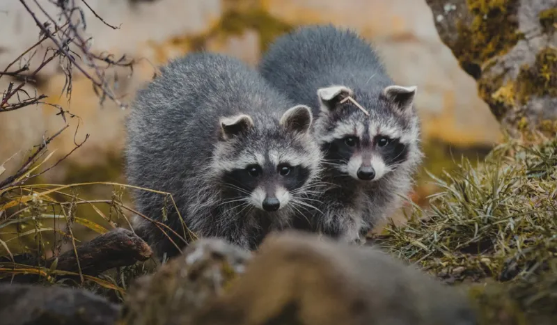 Raccoons Are Protected By State Law