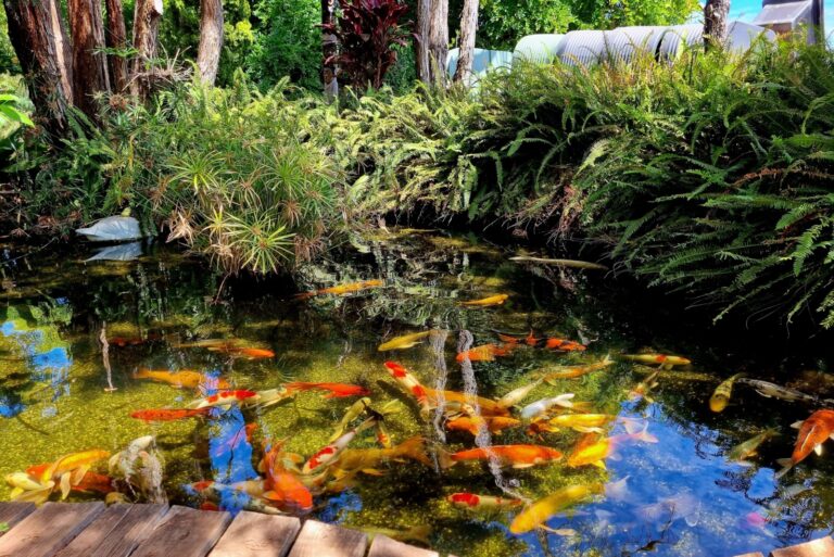 outdoor koi pond