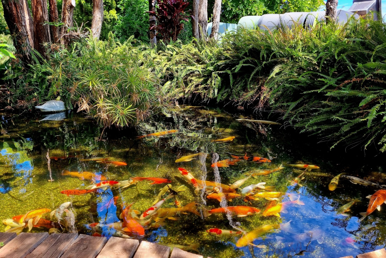 8 Things California Pond Owners Should Do Before Winter Hits