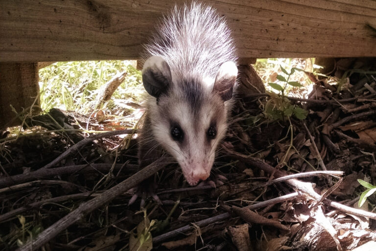 Possums (featured image)
