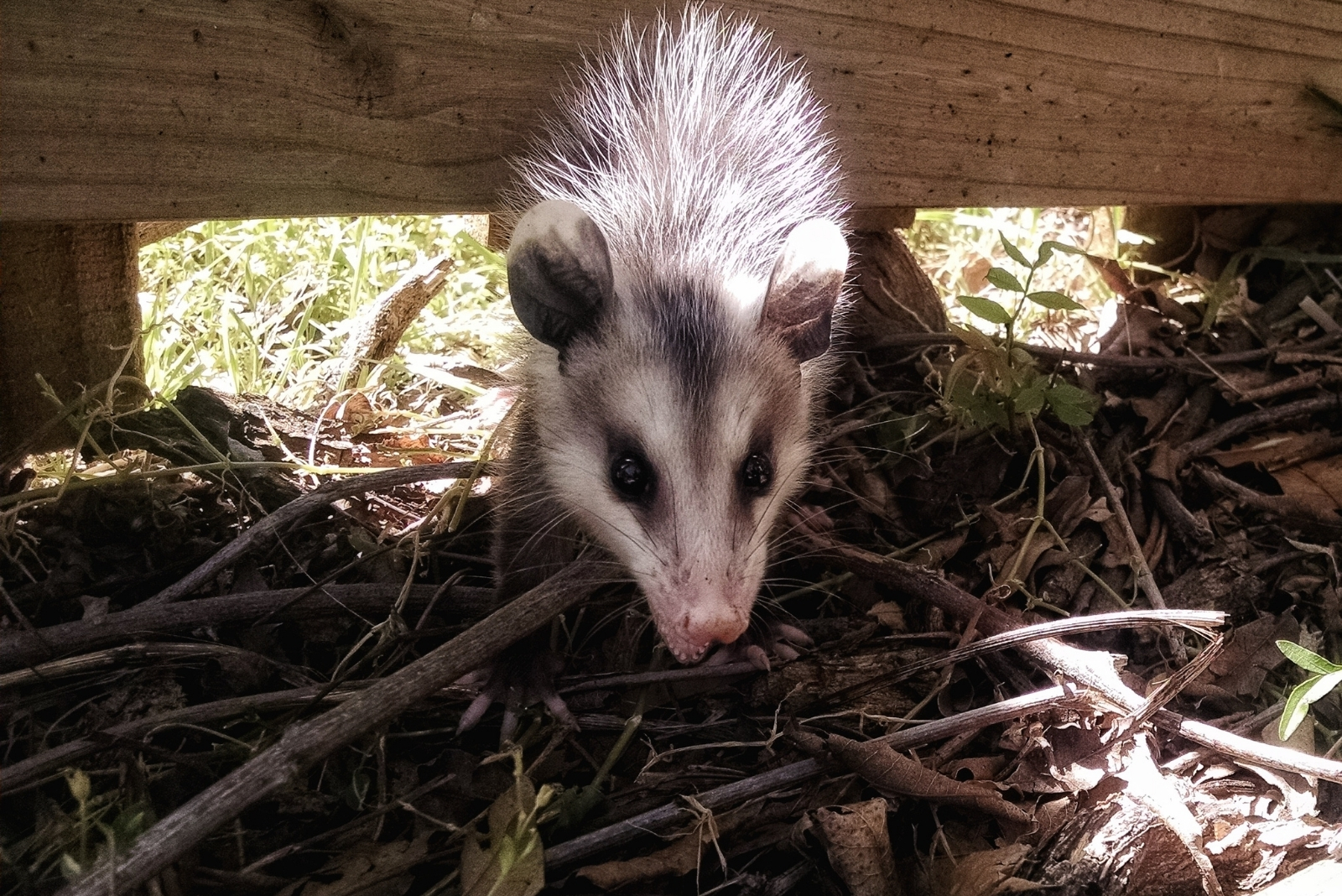 8 Things Colorado Gardeners Should Know Before Removing Possums