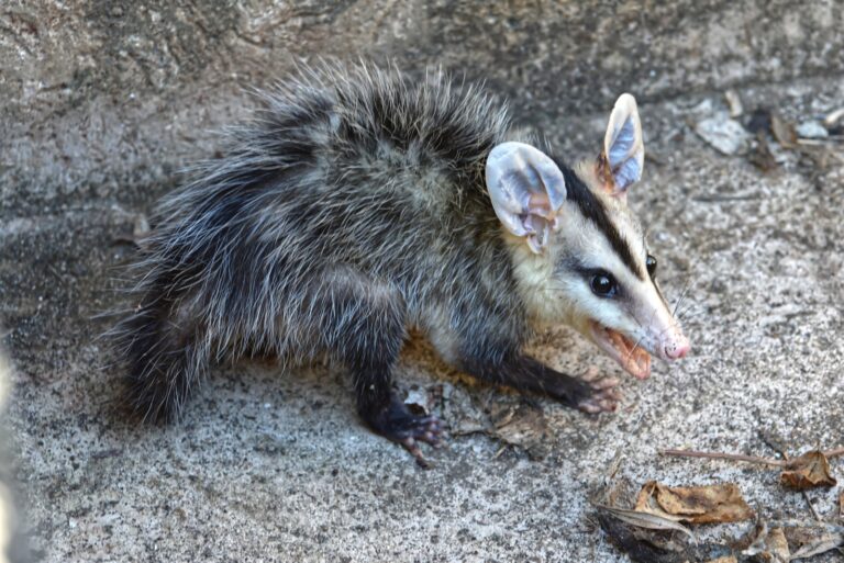 Possum close up in ground