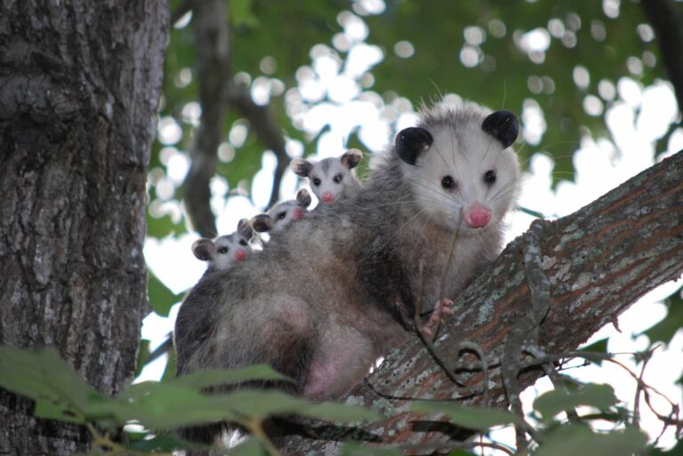 Possum Family on a Tree Branch
