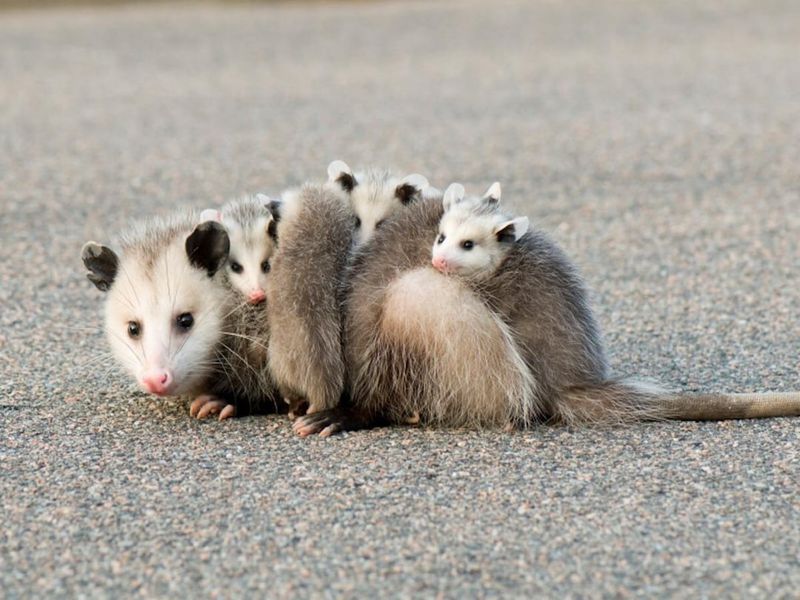 Possums Are Nature's Pest Controllers