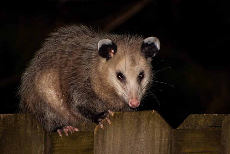 opossum at night