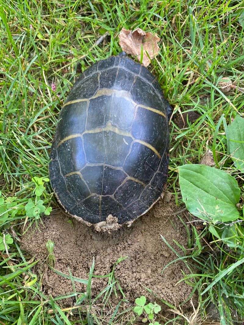 Observe From A Safe Distance First