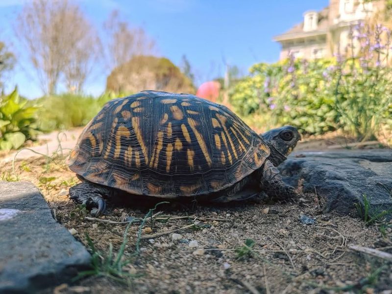 Observe From A Safe Distance