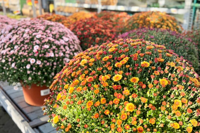 bright orange and red chrysanthemum bushes in pots on display at a garden center