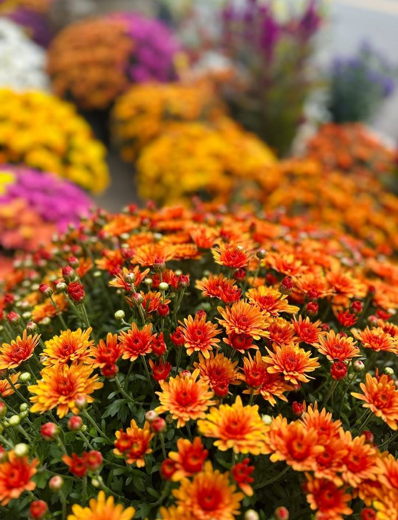 Don't Buy Mums That Are Already Fully Bloomed
