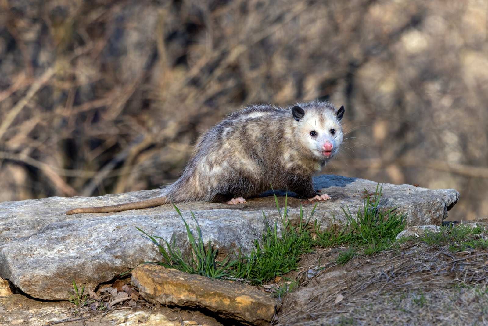 8 Things Oregon Homeowners Should Know Before Removing Possums From Their Yard