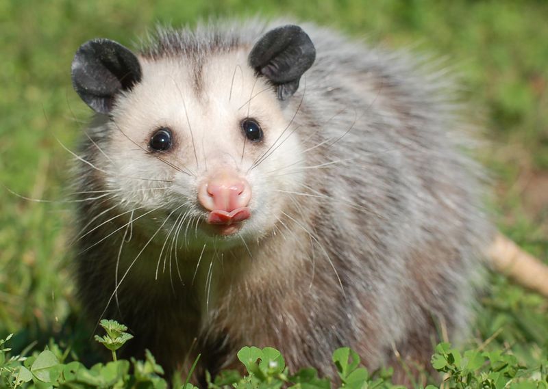 Possums Are Oregon's Only Native Marsupial