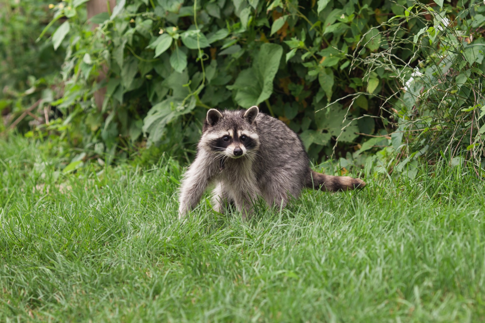 Little raccoon plays in summer green grass