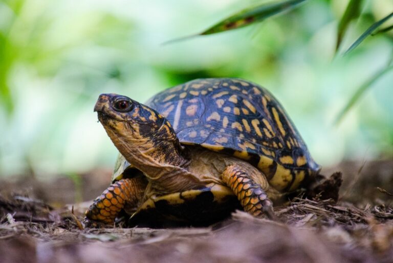 Eastern Box Turtle