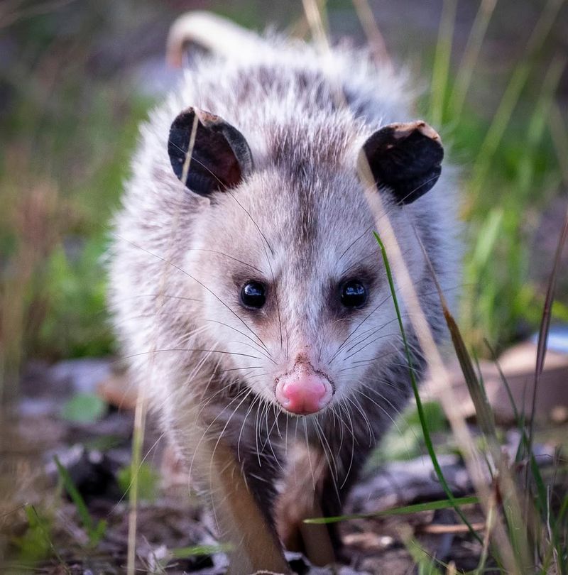 Legal Protections For Possums