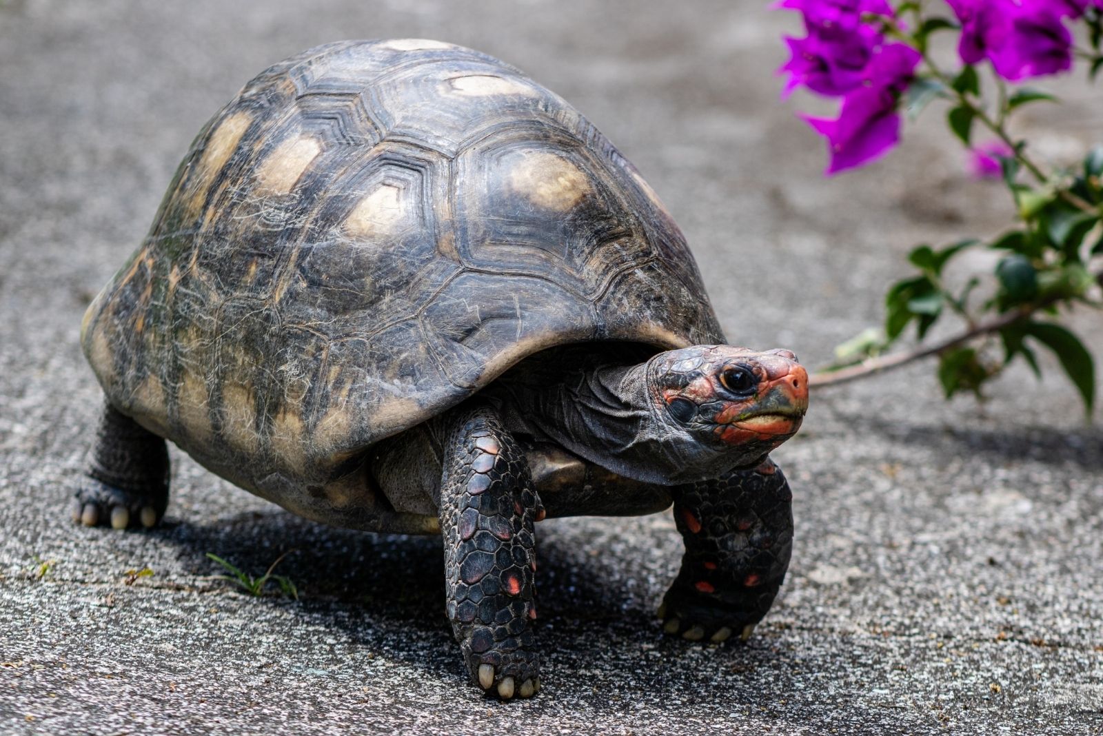turtle
