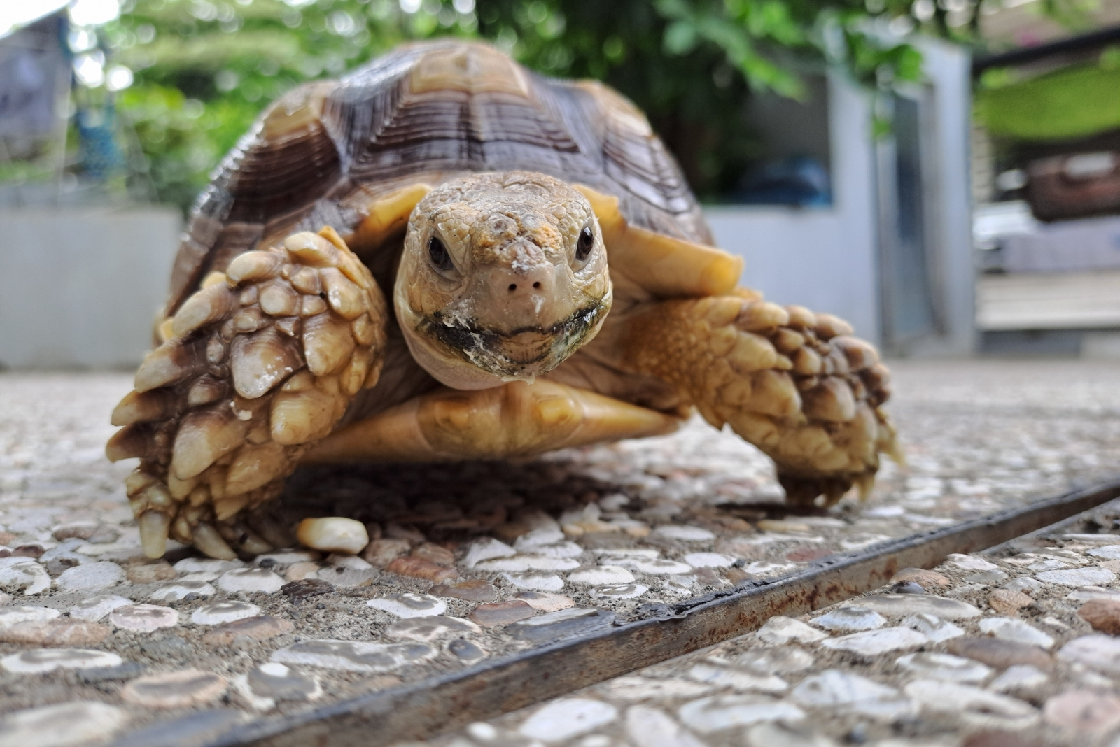 8 Things To Do If You Spot A Turtle In Your Illinois Yard