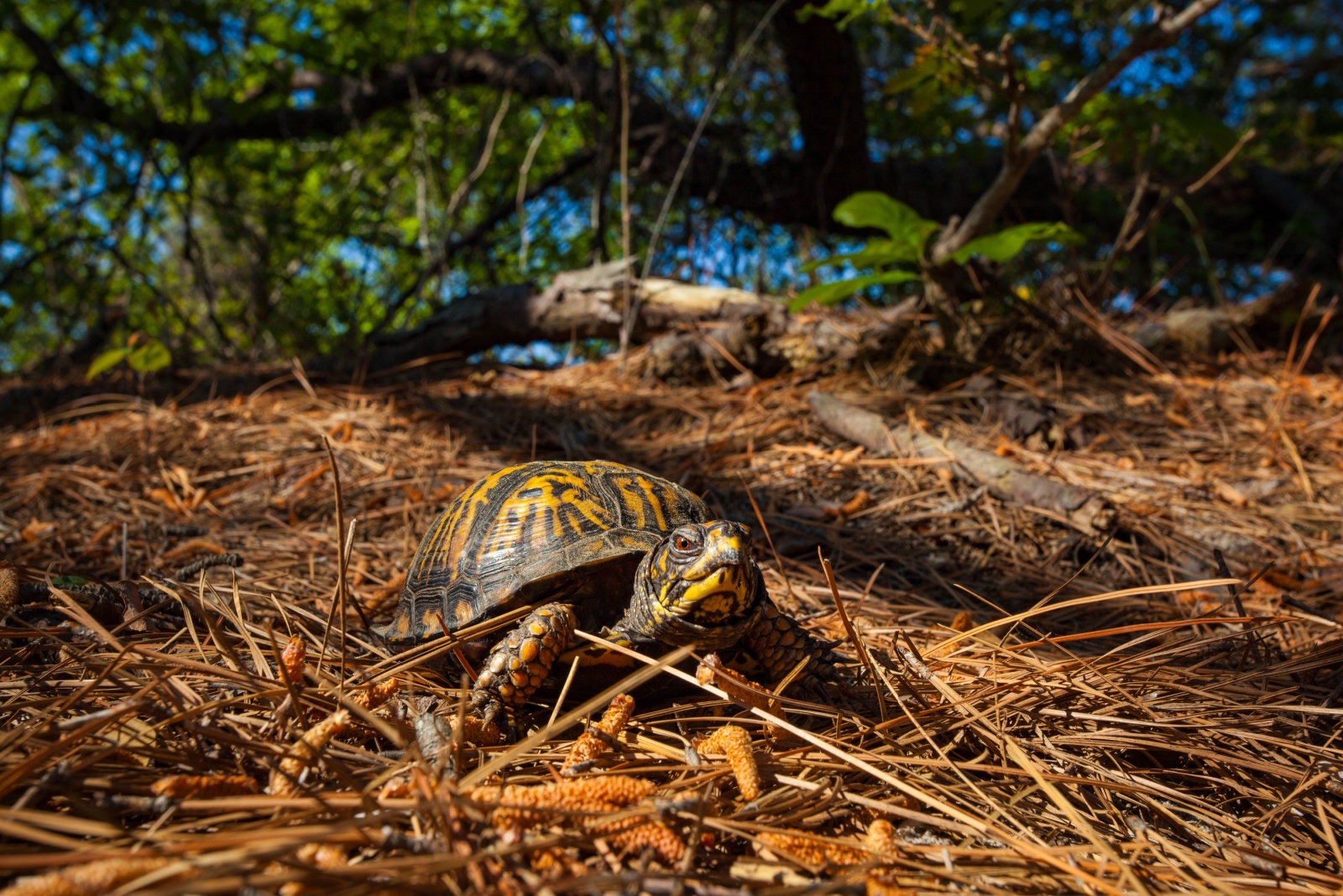8 Things To Do When You Find A Turtle In Your Virginia Yard