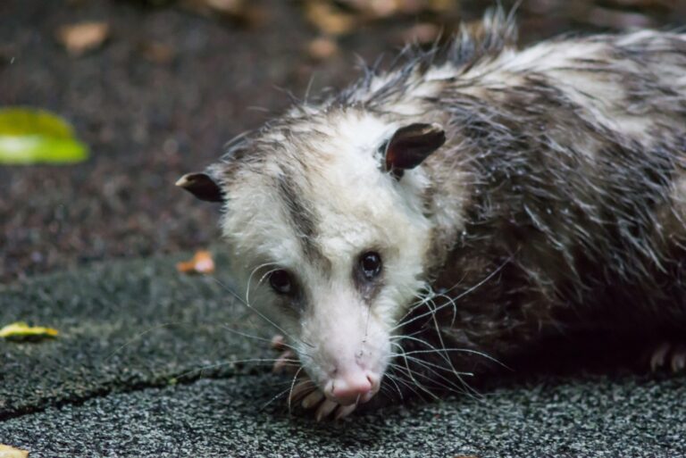 opossum