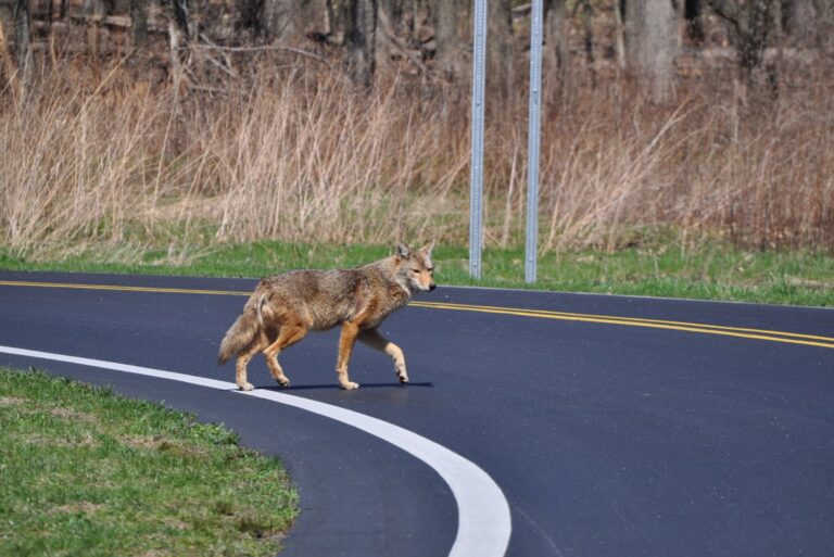 coyote on a road