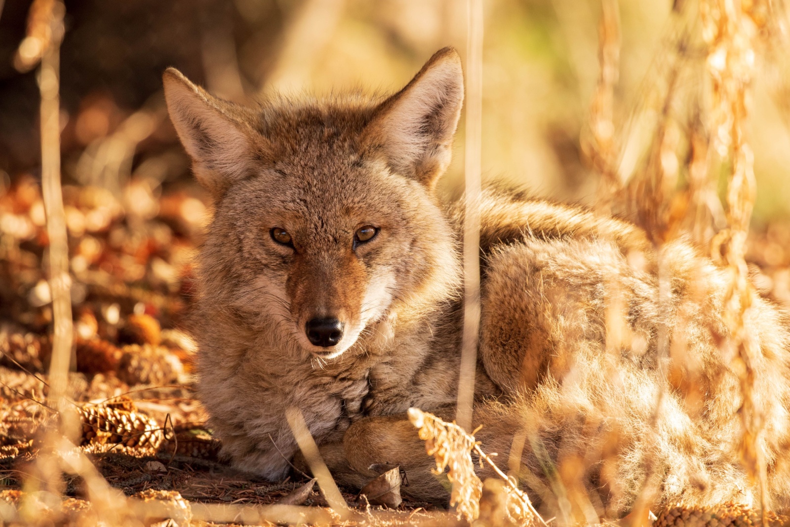 8 Things You Should Do If A Coyote Shows Up In Your Idaho Yard (And 4 You Absolutely Shouldn’t)