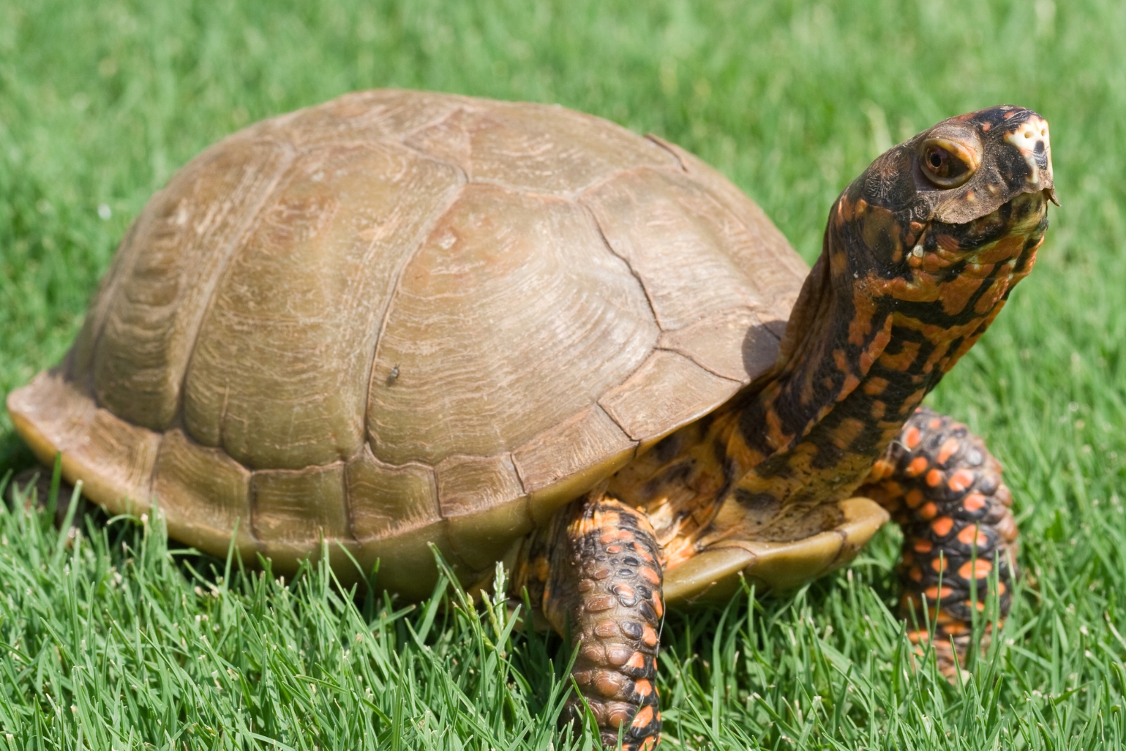 8 Things You Should Do If You Find A Turtle In Your Texas Yard