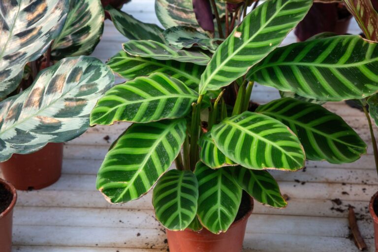 calathea plant
