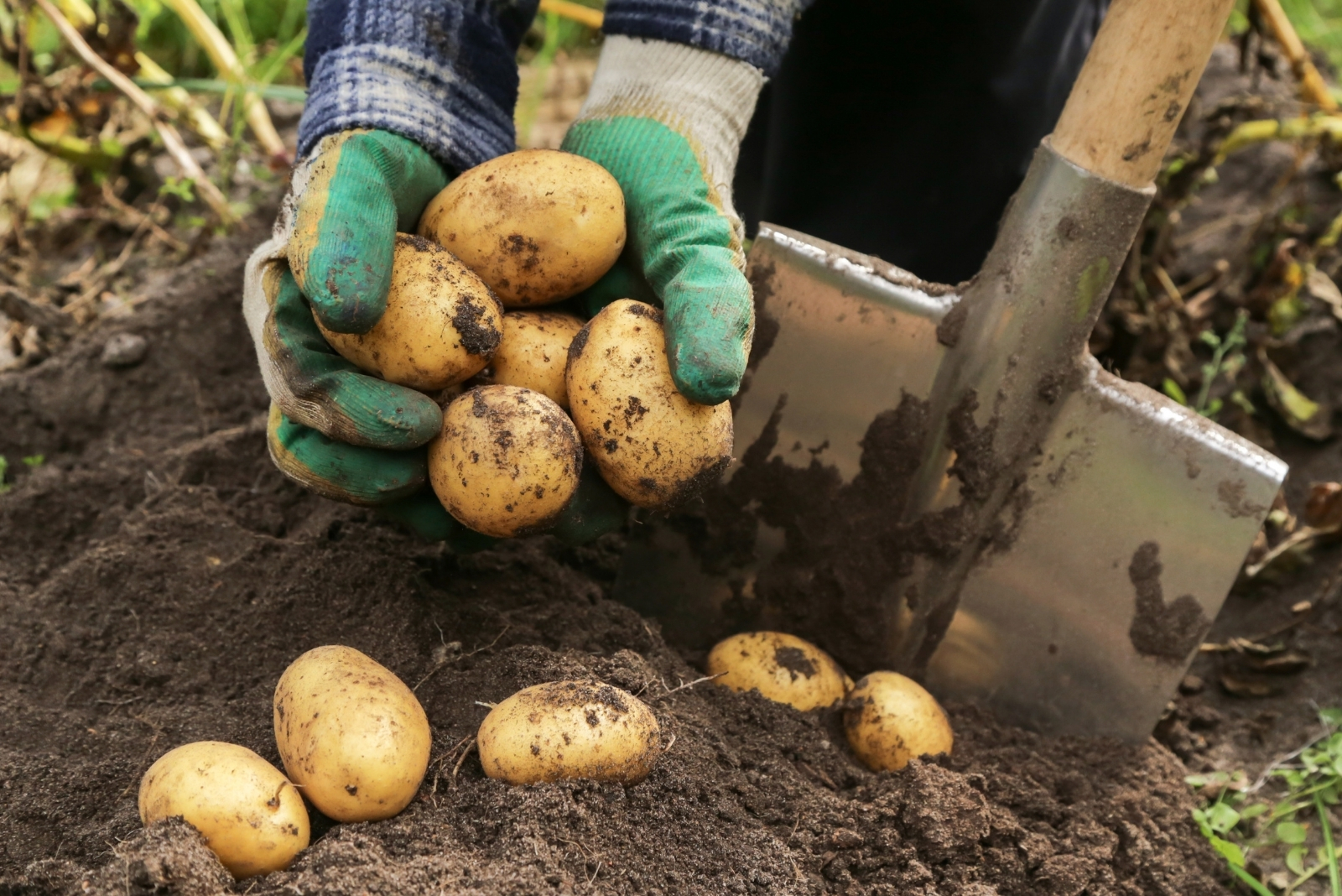 8 Tips For Planting Fall Potatoes For A Late Harvest In Maine
