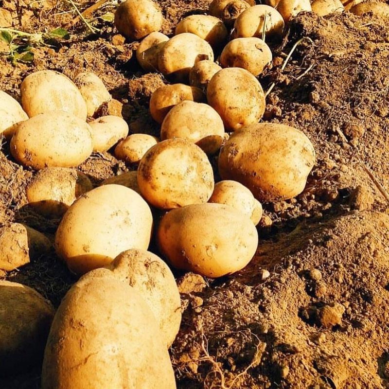 Choose Cold-Hardy Varieties