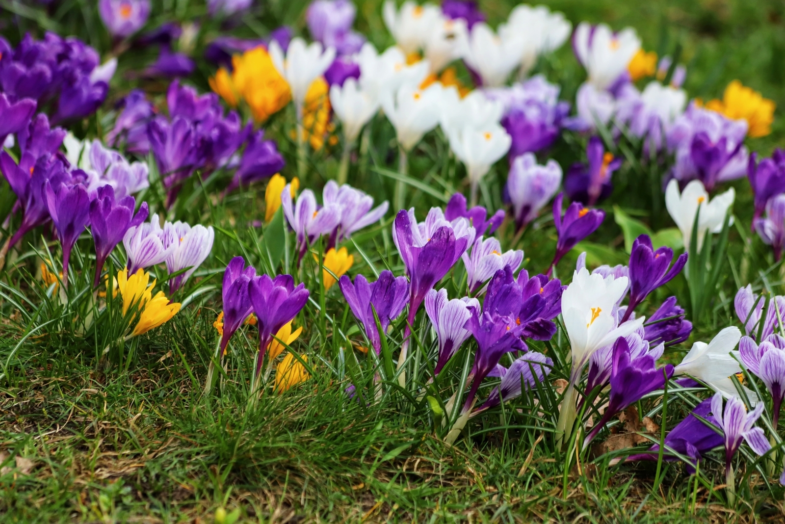 8 Tips On When And How To Plant Crocus Bulbs In California