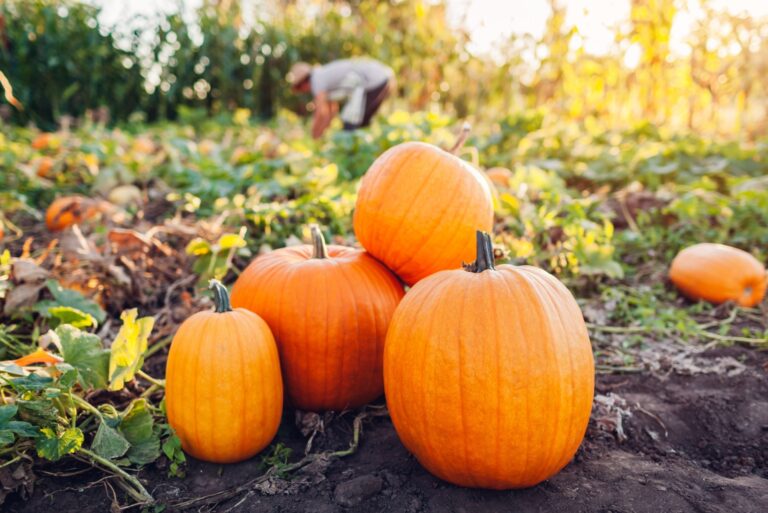 heap of pumpkins picked in fall