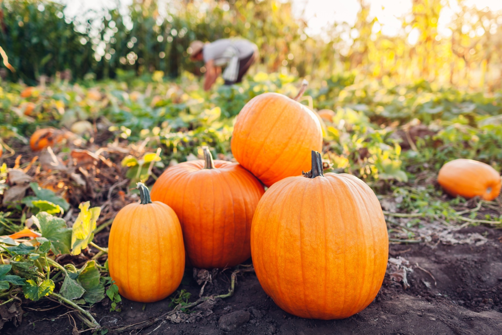 8 Tips To Pick The Perfect Pumpkin In Illinois This Fall
