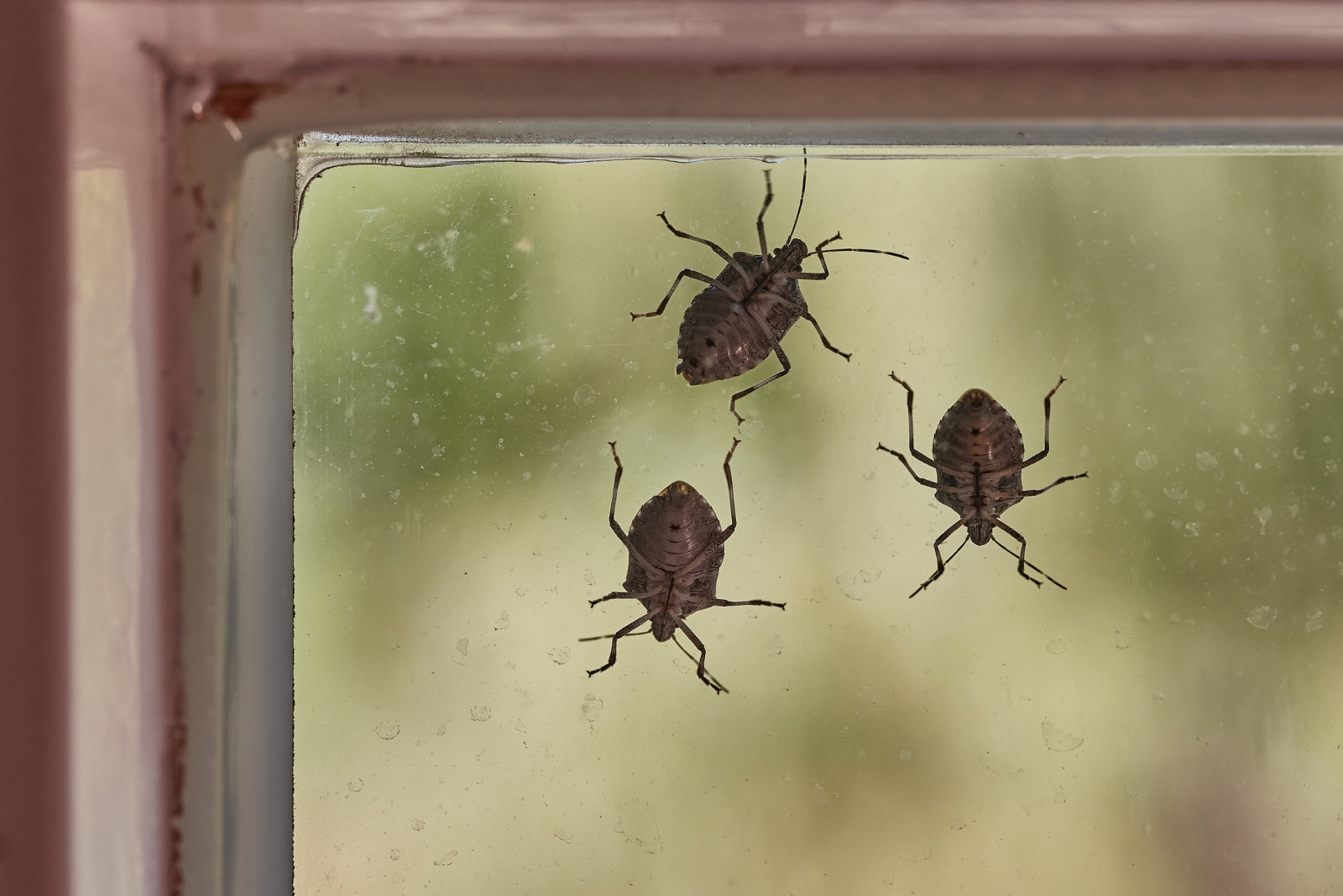 8 Tips To Stop Overwintering Bugs From Invading Georgia Homes
