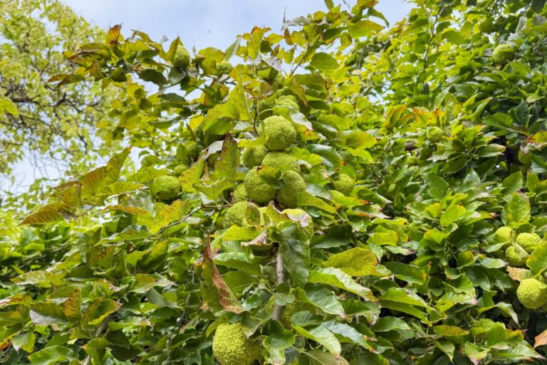 osage orange tree