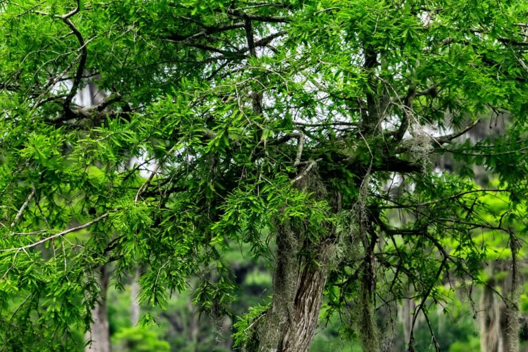 bald cypress canopy