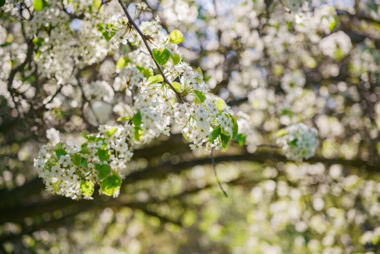 Beautiful Callery pear white flower blossom