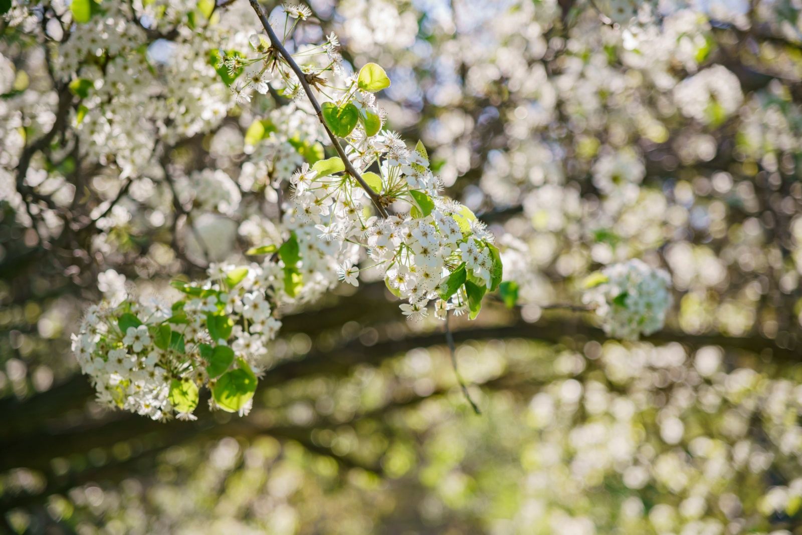 8 Trees That Could Get You Fined In Pennsylvania If Left Uncut