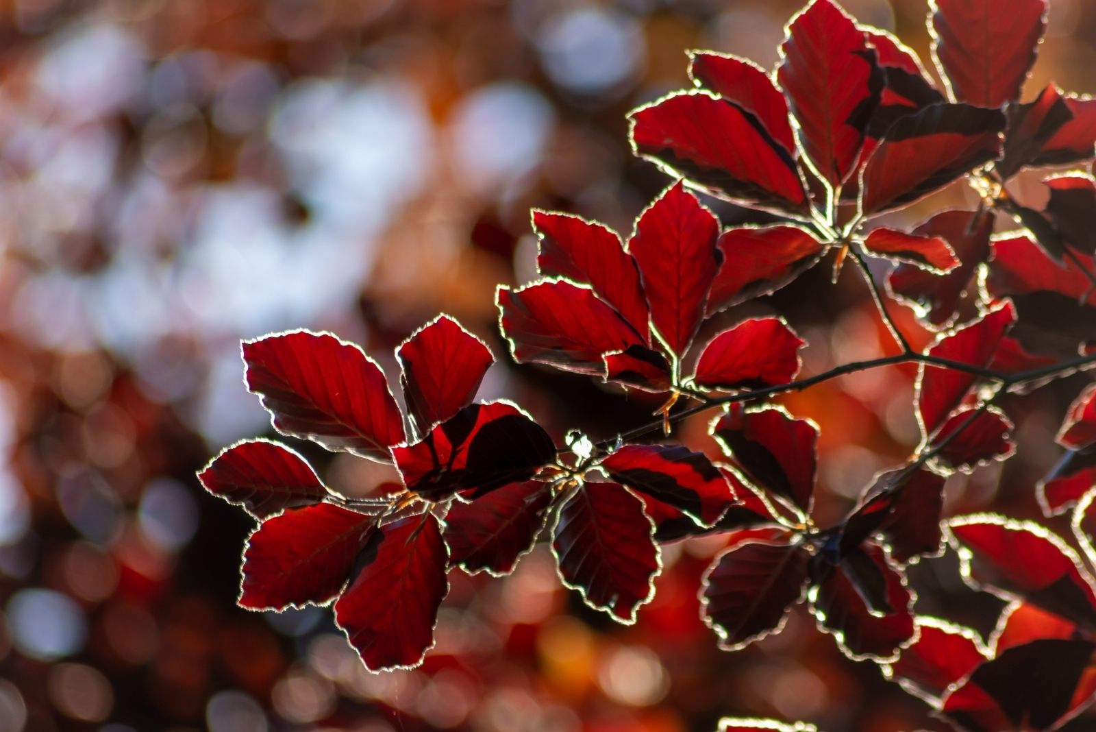 8 Trees That Keep Their Red Leaves Through Every Season In Pennsylvania