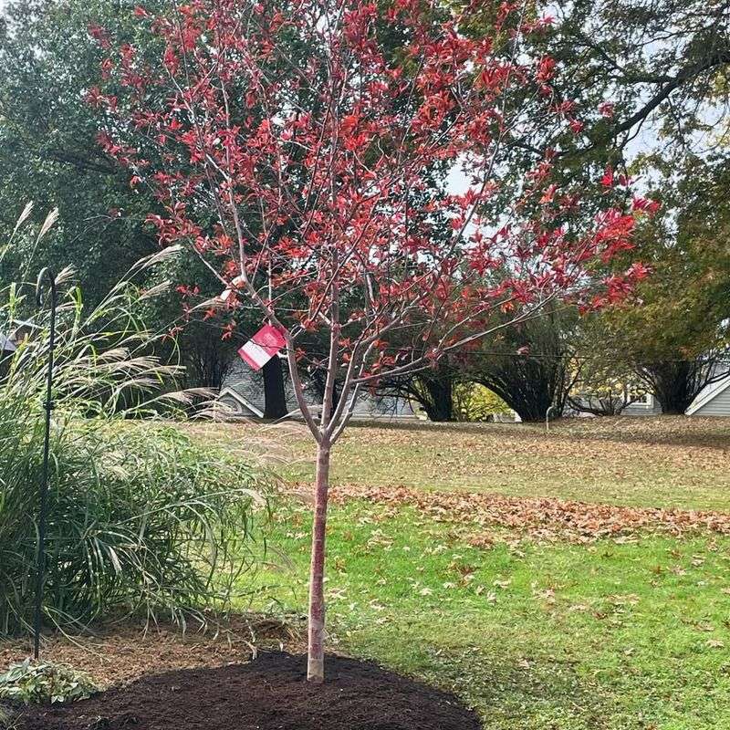 Japanese Maple 'Bloodgood'