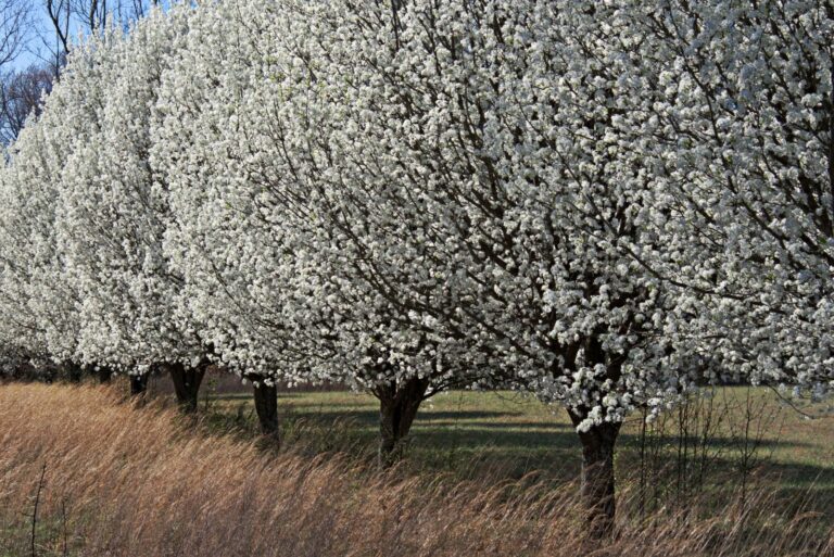 Bradford Pear Trees