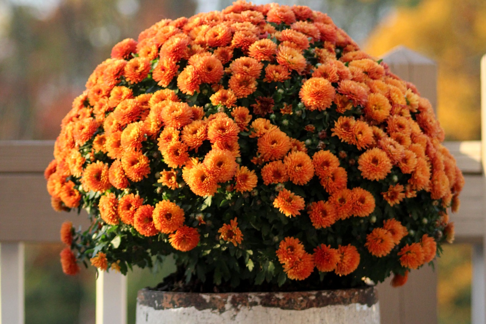 8 Tricks To Make Mums Last All Fall In Oregon Without A Crispy Leaf In Sight